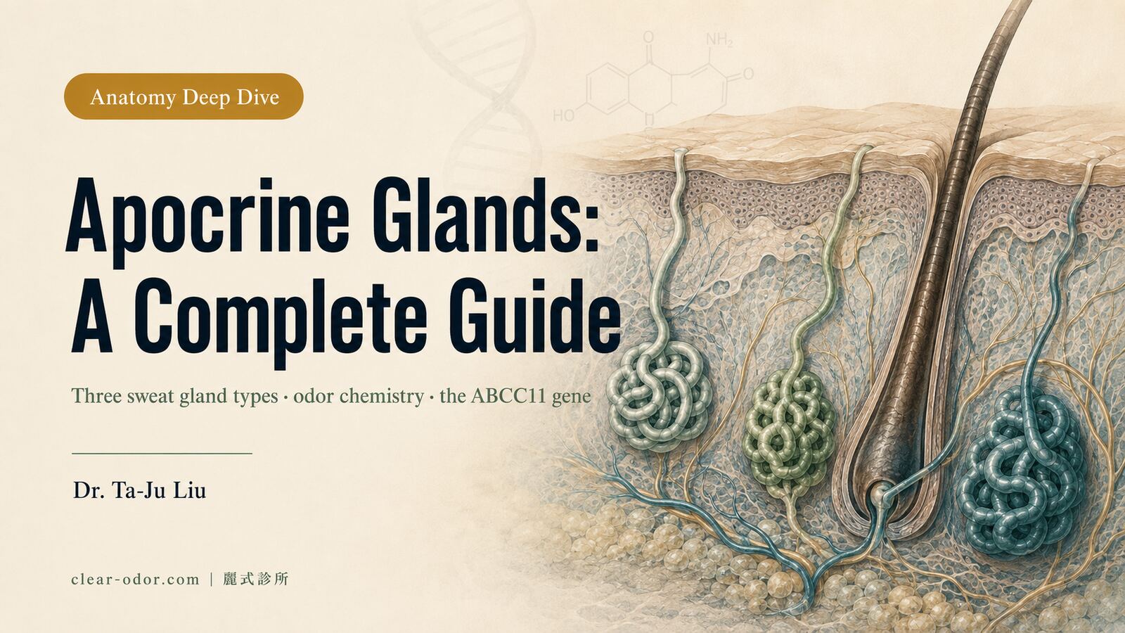 Apocrine Glands — A Complete Anatomy & Physiology Guide: Dr. Ta-Ju Liu on the Lifecycle of Apocrine Glands from Puberty to Midlife
