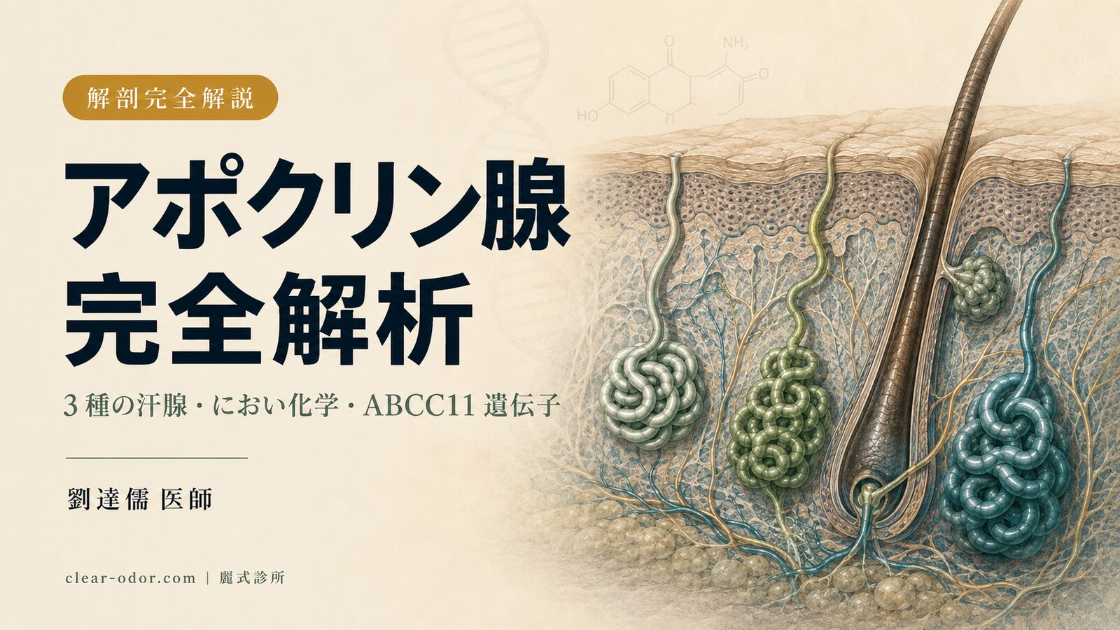アポクリン腺完全解析：解剖・生理・疾患 — 劉達儒 医師が語るアポクリン腺の思春期から中年までの全周期変化