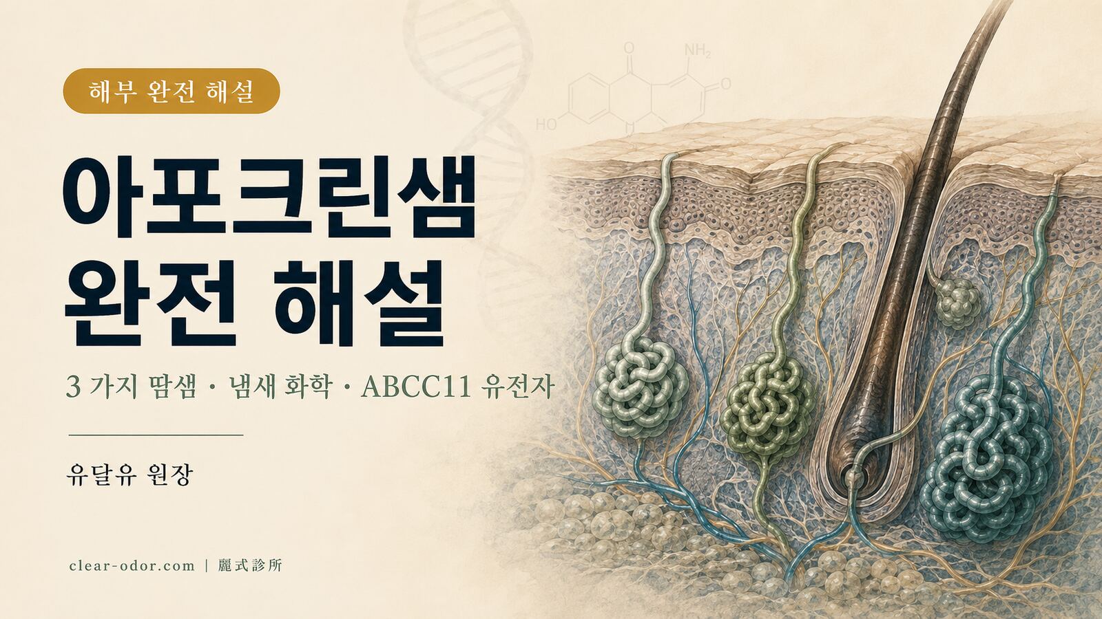 아포크린샘 완전 해설: 해부・생리・질환 — 유달유 원장이 말하는 아포크린샘의 사춘기부터 중년까지 전 주기 변화