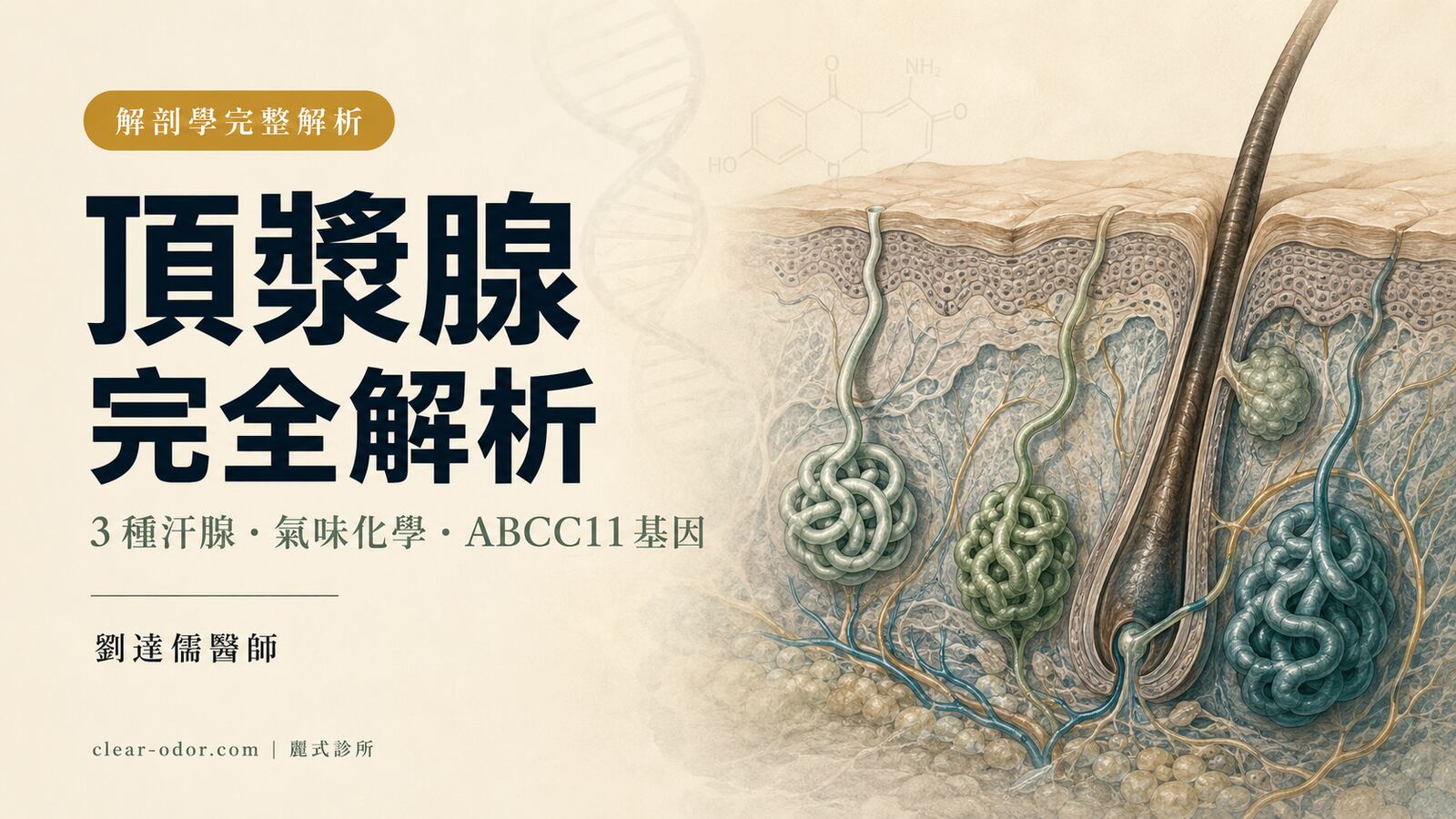 頂漿腺完全解析：解剖、生理與疾病 — 劉達儒醫師談頂漿腺從青春期到中年的全週期變化