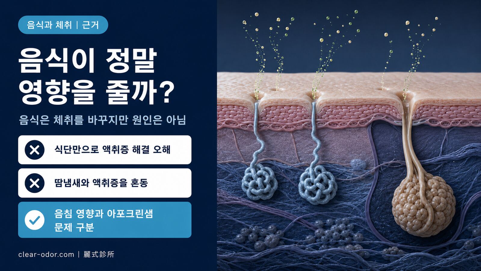 음식이 정말 체취에 영향을 줄까? 마늘·붉은 고기·알코올과 '생선 냄새 증후군'의 과학