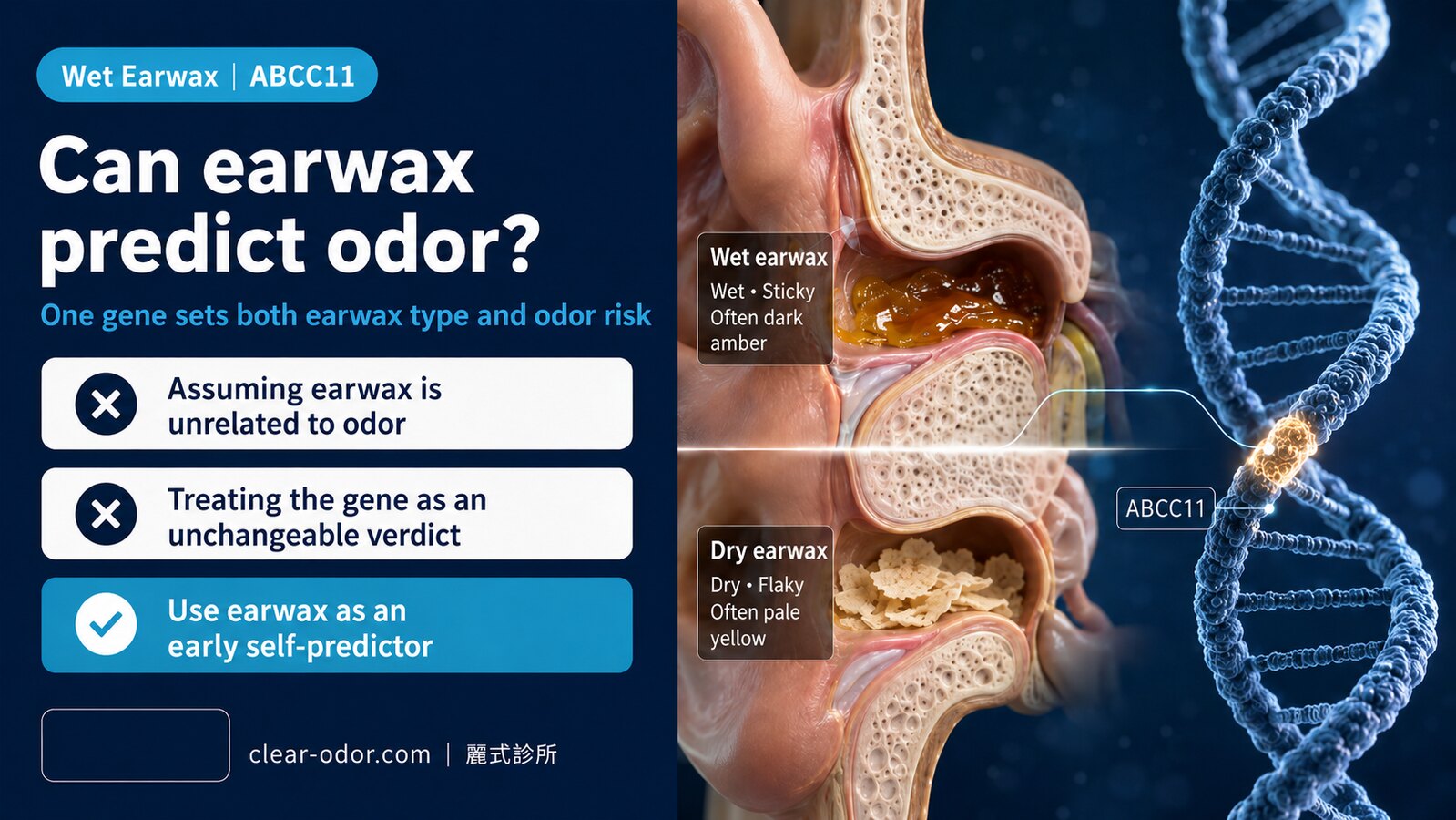 Wet Earwax and Bromhidrosis: How the ABCC11 Gene Predicts Body Odor