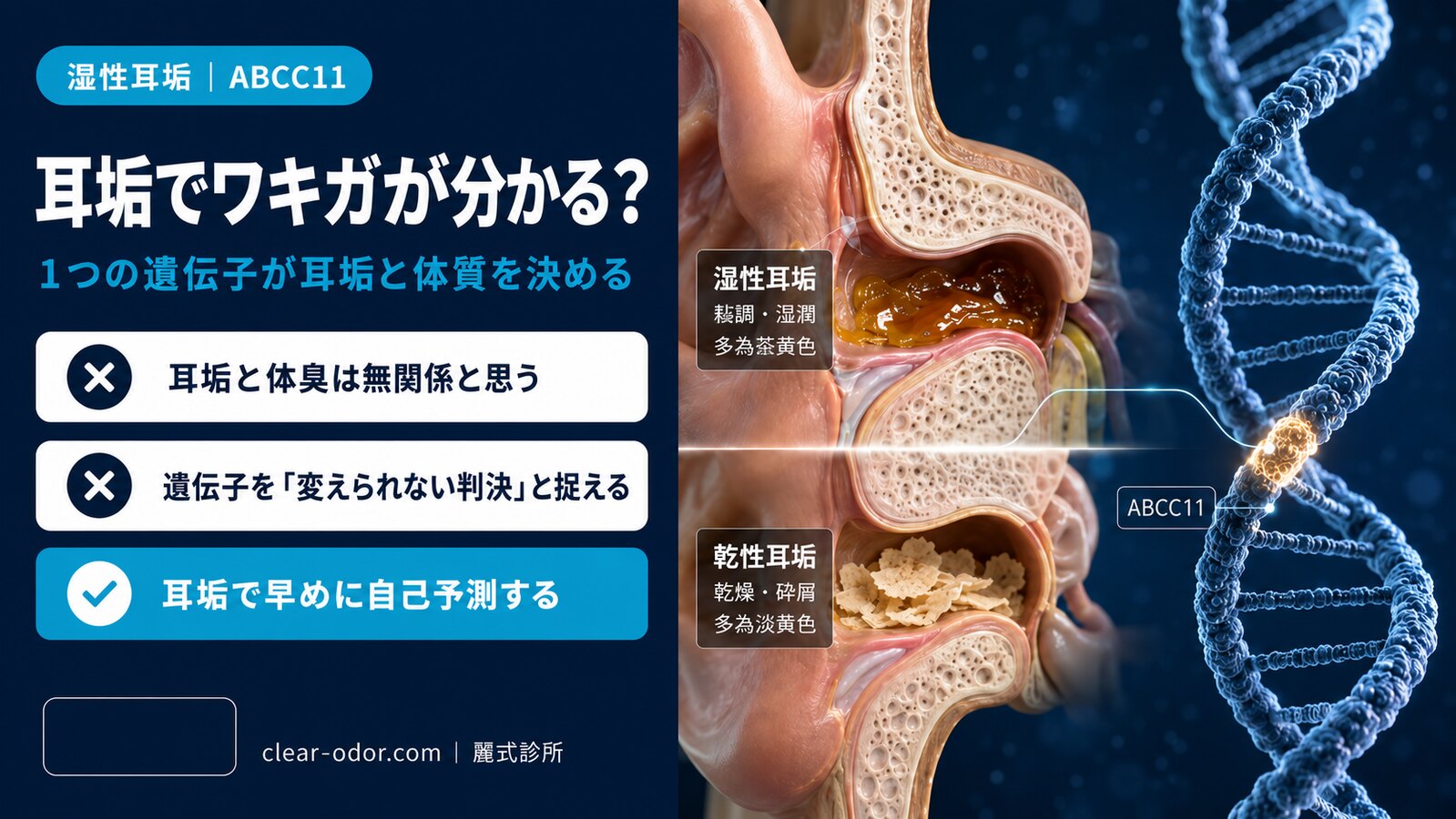 湿性耳垢とワキガの関係：ABCC11 遺伝子があなたの体臭を決める
