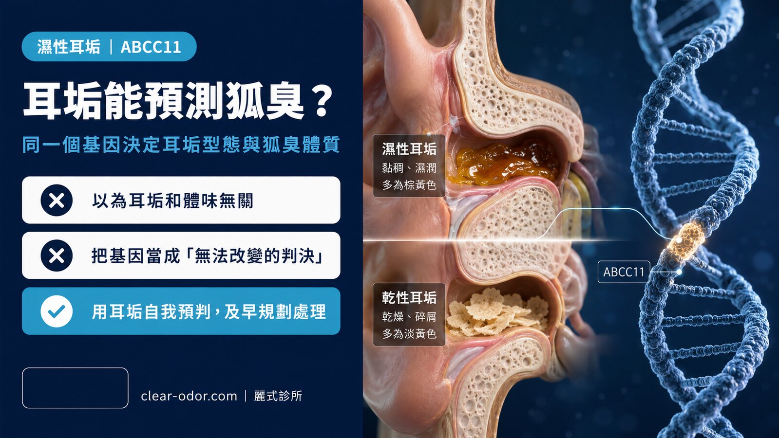 濕性耳垢與狐臭的關係:從 ABCC11 基因看你的體味命運